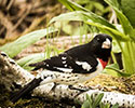 Rose Breasted Grosbeak