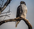 Gyrfalcon